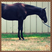 Black horse standing in profile on grass beside a fence, head lowered and tethered to a lead rope