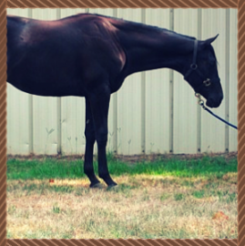 Black horse standing in a paddock, wearing a halter and lead rope, with head lowered.