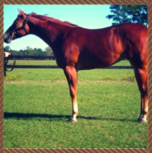 Chestnut horse standing on green grass in a sunny field, facing left.