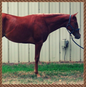 Brown horse standing in profile beside a beige barn wall, wearing a halter and lead rope.