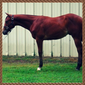 A brown horse standing in a grassy paddock beside a metal fence.