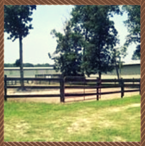 Wooden fence and trees beside a grassy field under a bright sky