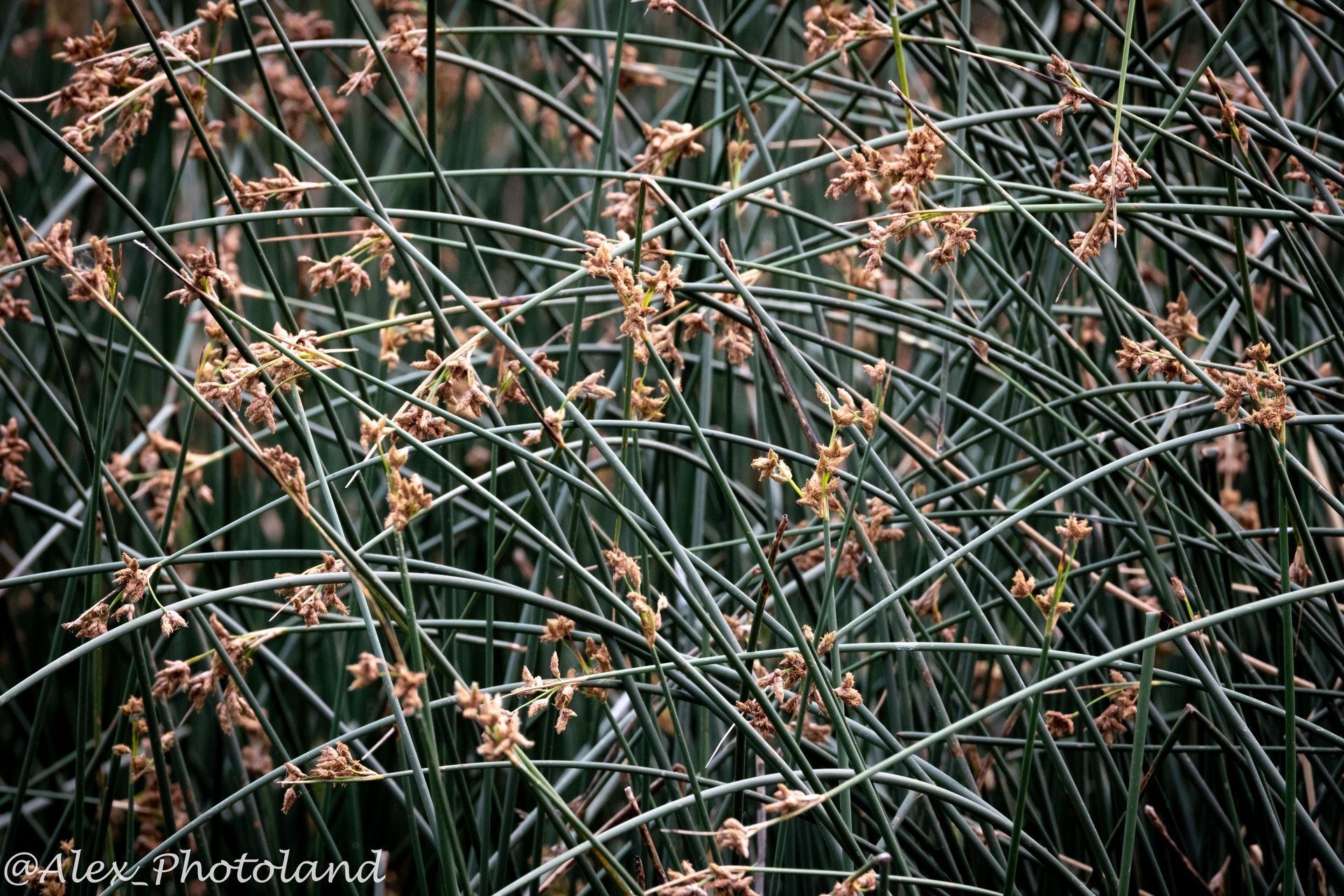 Green reeds with brown seed heads fill the frame.