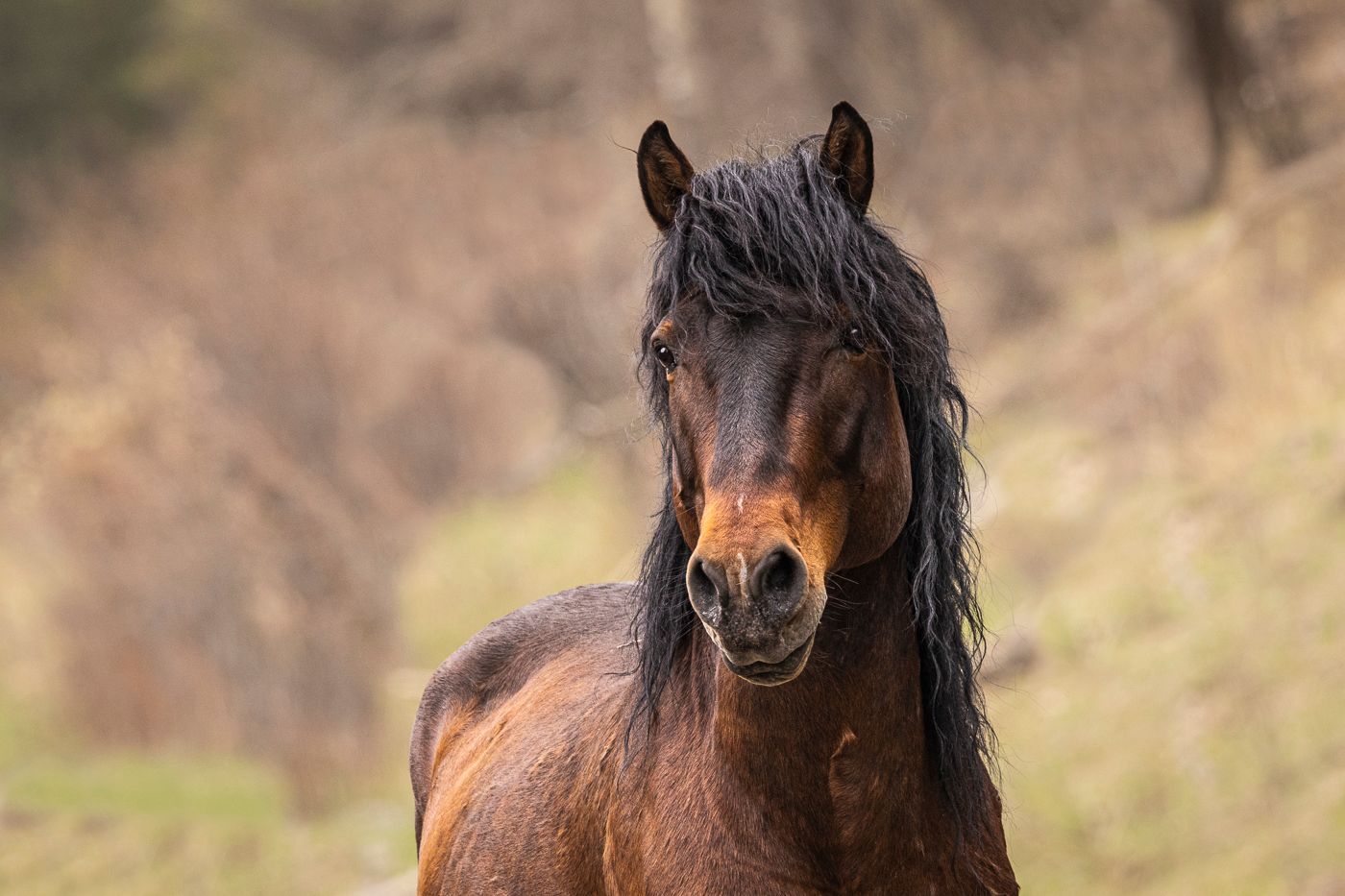 Brown horse with dark mane, gazing at the camera, outdoors in a blurry field.