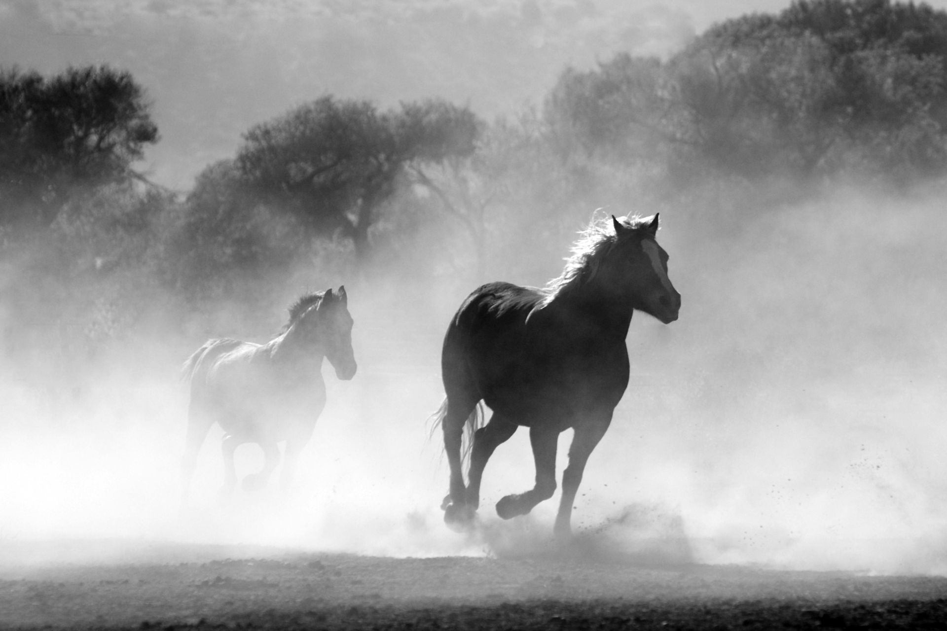Alberta Wild Horses - 1 Seat Left - Register by 6pm Mountain July 11.