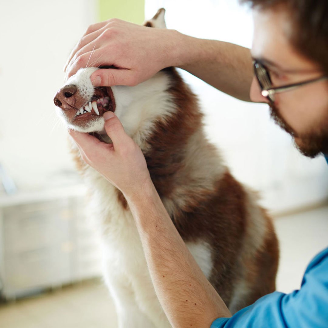 Pine Grove Veterinary Hospital Veterinarian in Orillia