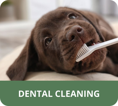 A brown dog is brushing its teeth with a toothbrush