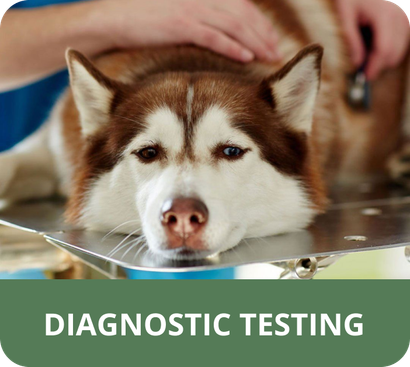 A husky dog is being examined by a veterinarian