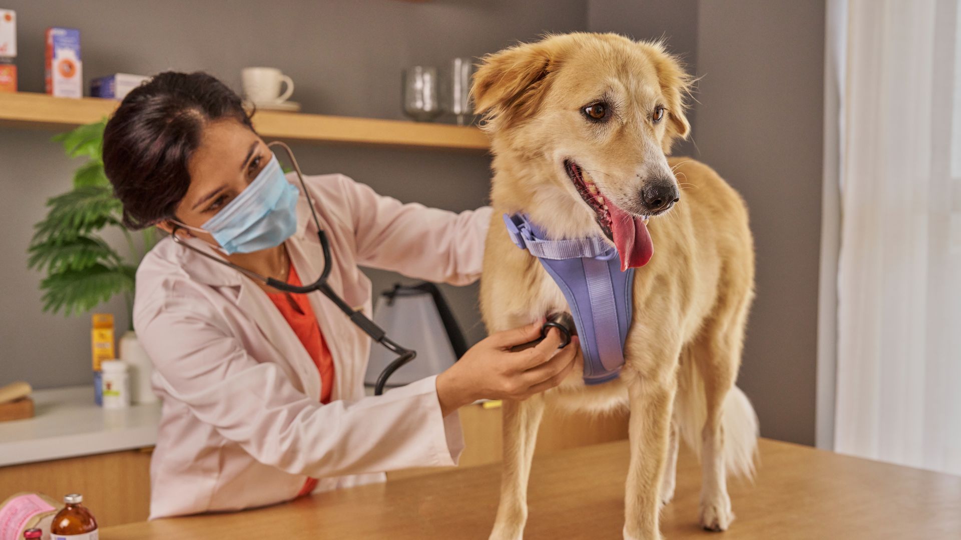 Veterinarian examining a golden dog’s mouth in a clinic, with the dog sitting on a table and panting