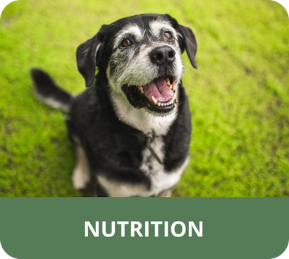 An older black and white dog is sitting in the grass and smiling.