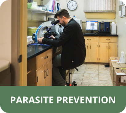 A man looking through a microscope in a laboratory with the words parasite prevention below him