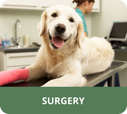 A dog with a cast on its leg is laying on a surgery table