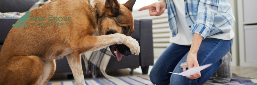Sudden Behavior Changes in Dogs? Here's What You Should Know