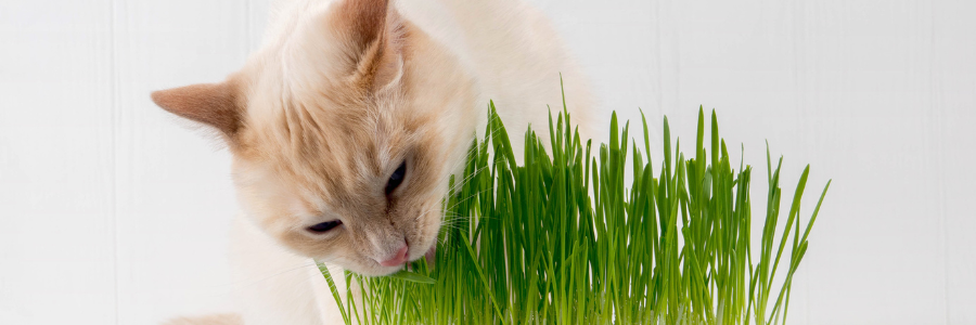 How to Prevent and Treat Constipation in Cats: Expert Advice