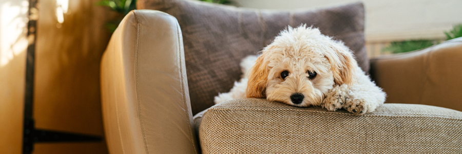 Why is My Dog Shaking?