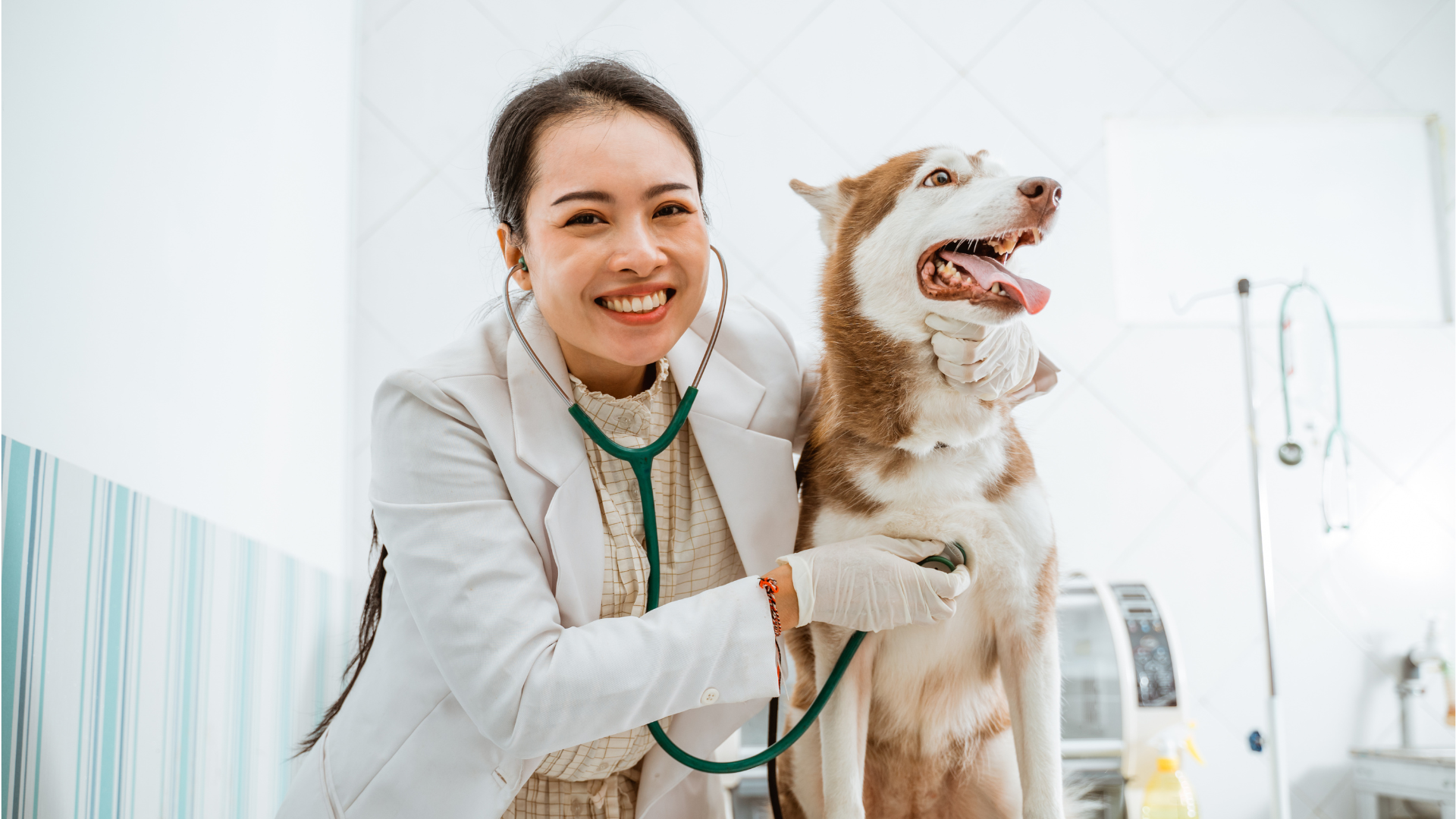 Veterinarian smiling beside a husky in a bright clinic, holding a stethoscope to the dog's chest