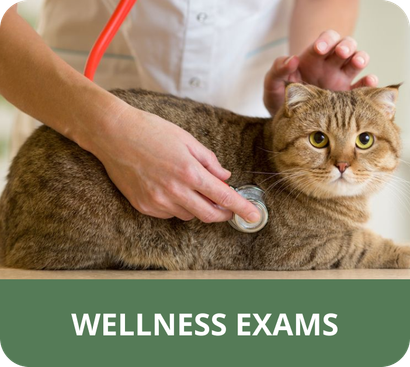 A cat is being examined by a veterinarian with a stethoscope.