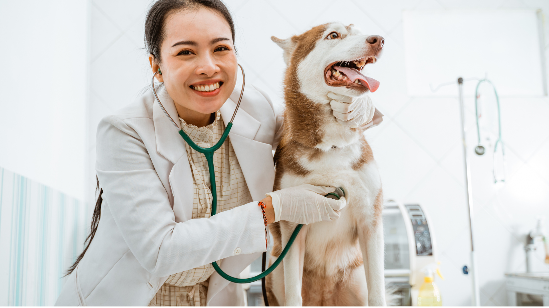 Veterinarian smiling beside a brown-and-white dog in a bright clinic, using a stethoscope to examine it