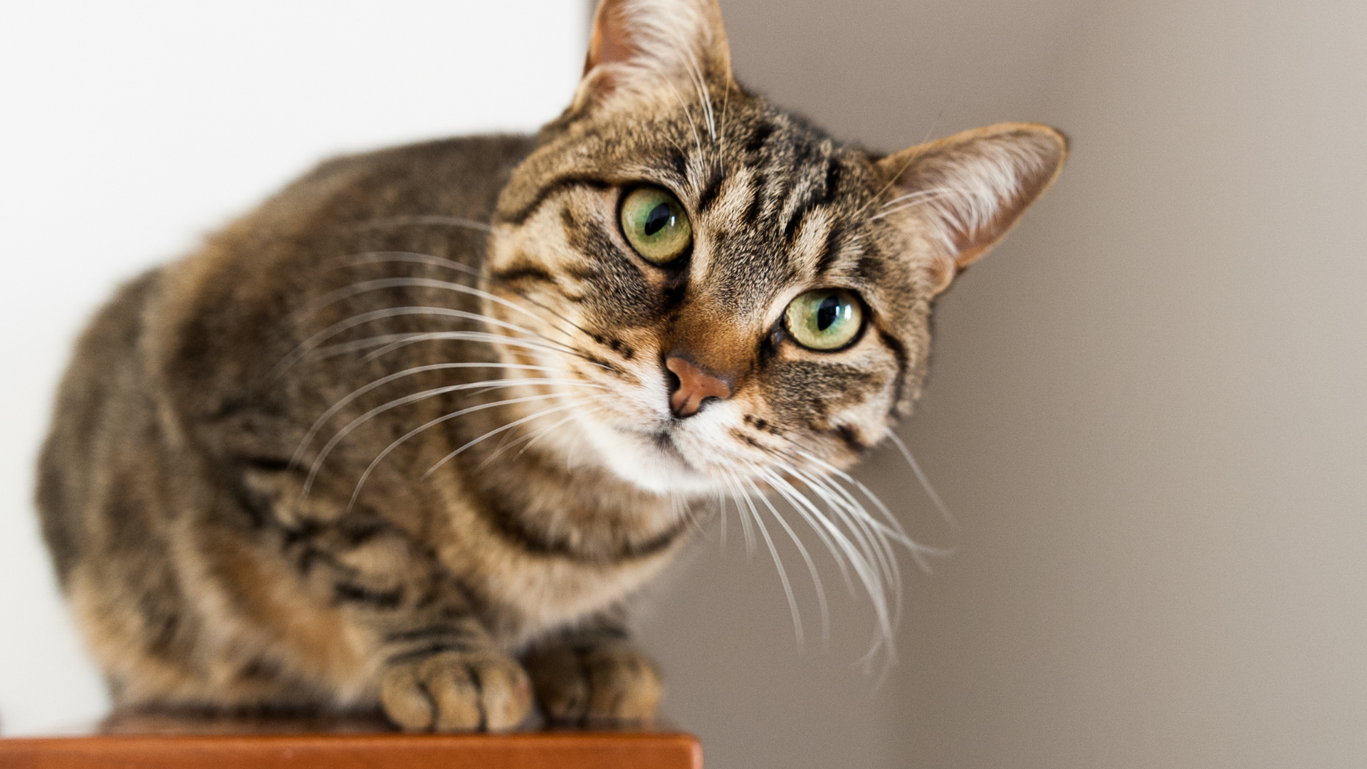 Why is My Cat Coughing?