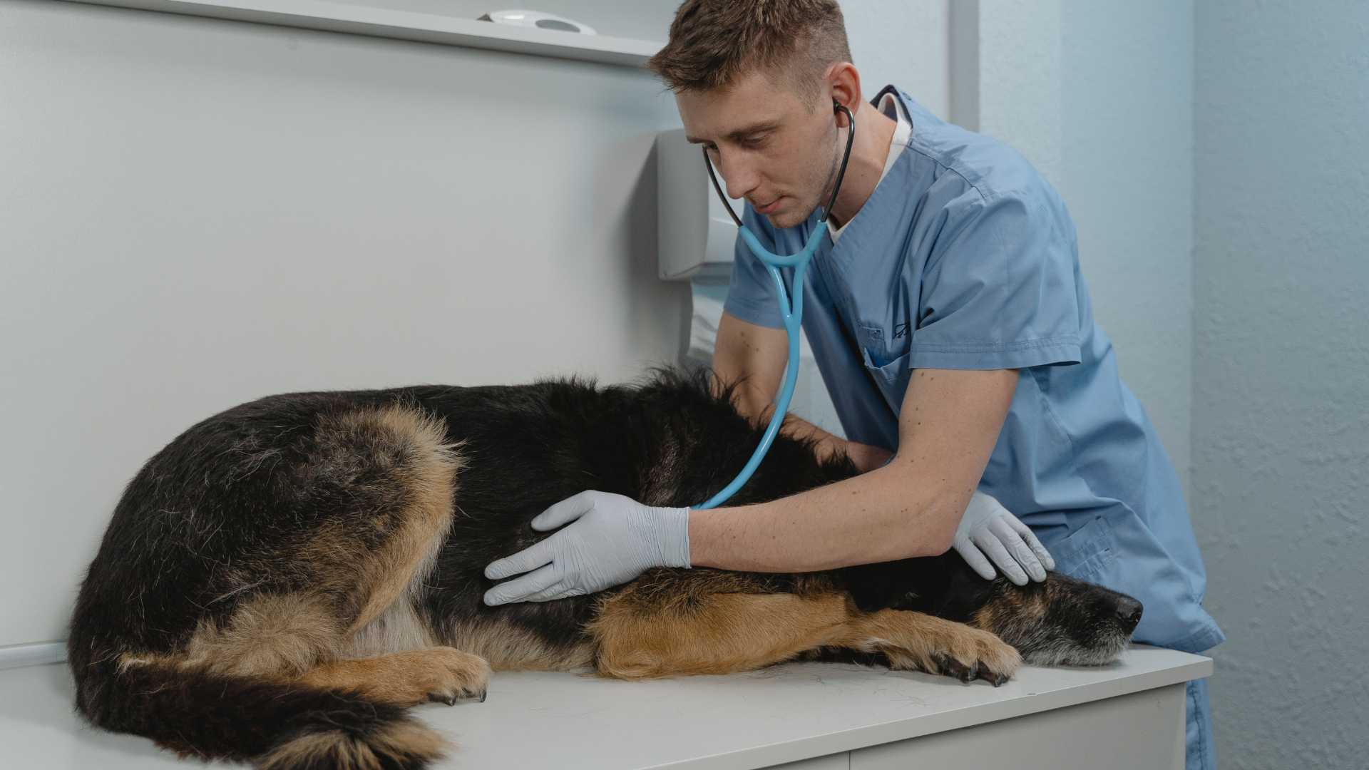 Veterinarian holding tabby cat in examination room; both look at the viewer.