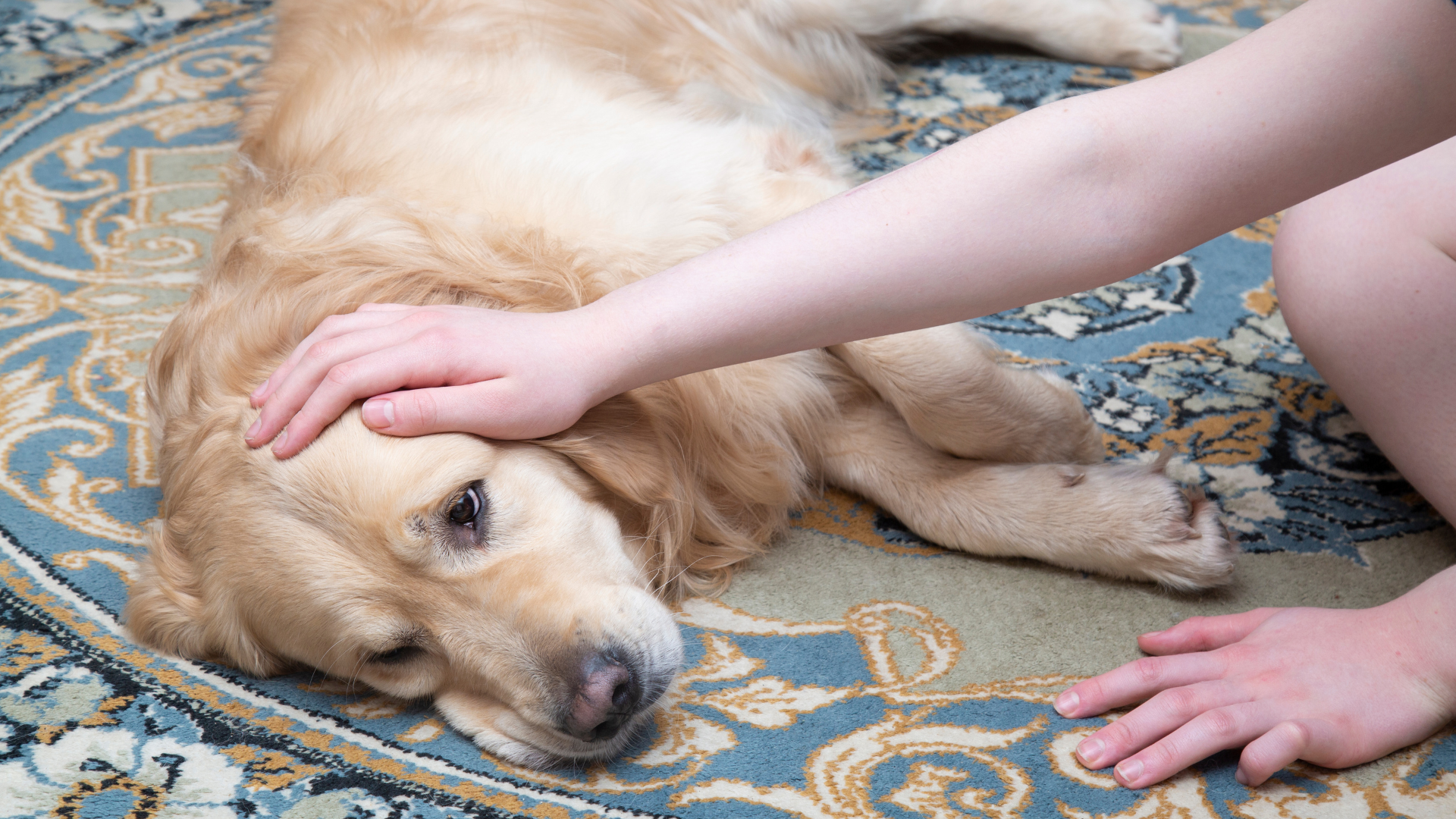 Why is My Dog Shaking?