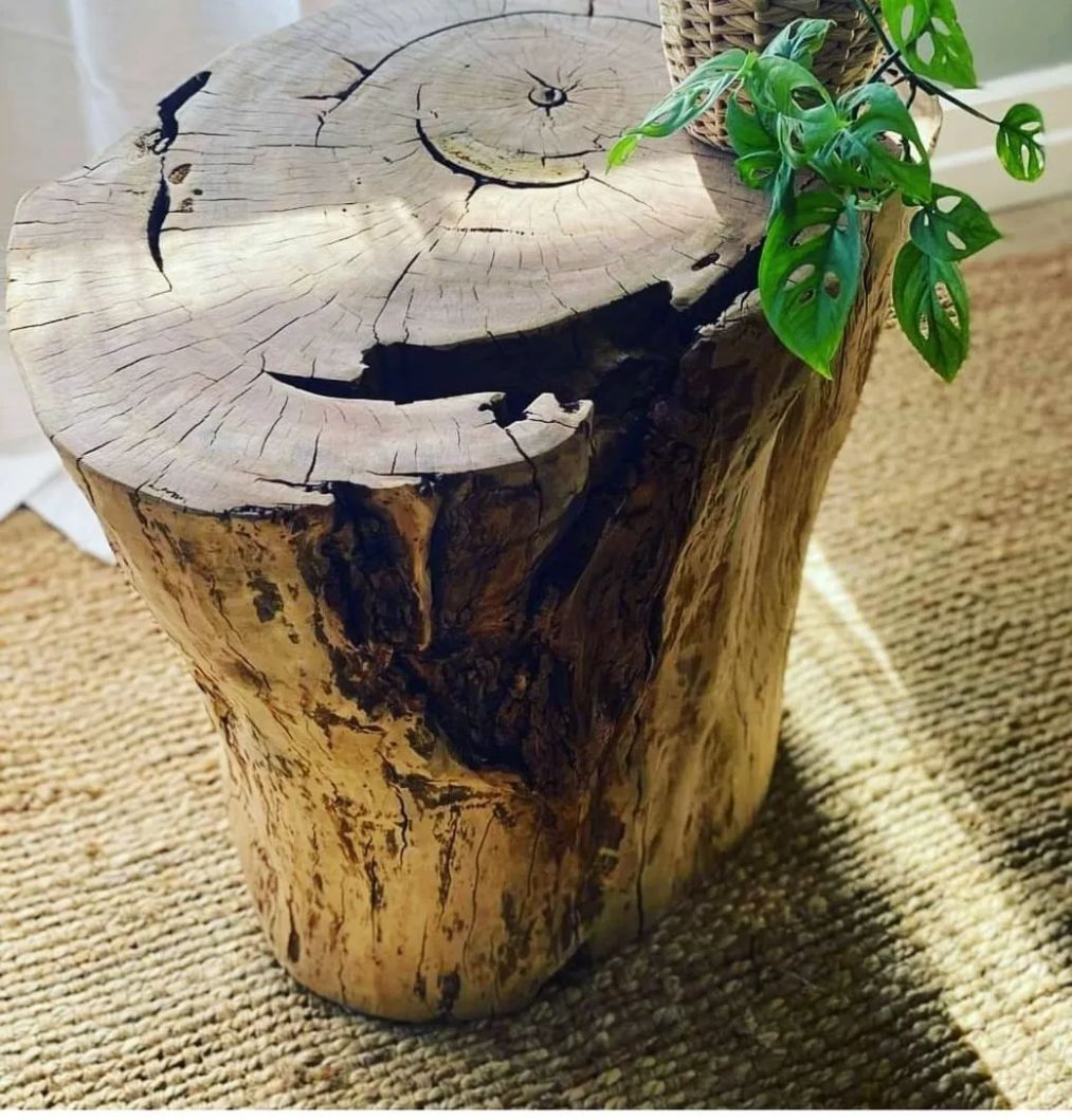 A Wooden Stump with A Plant on Top of It — CK's Milling & Earthworks in Bells Bridge, QLD
