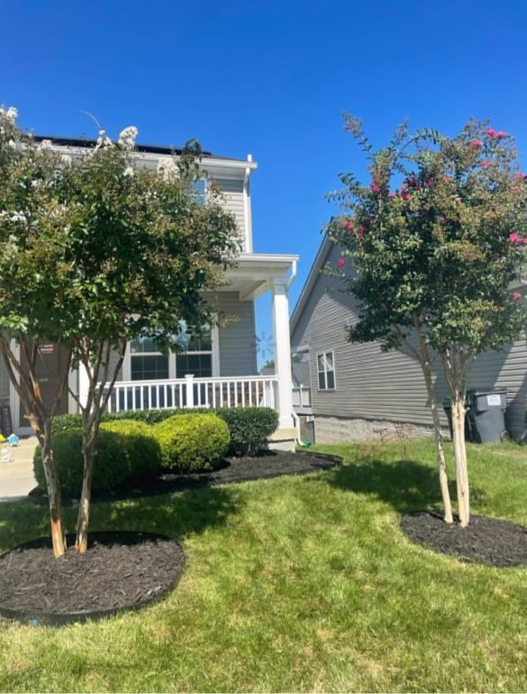 Two flowering trees on a suburban lawn beside a house with white porch columns under a blue sky
