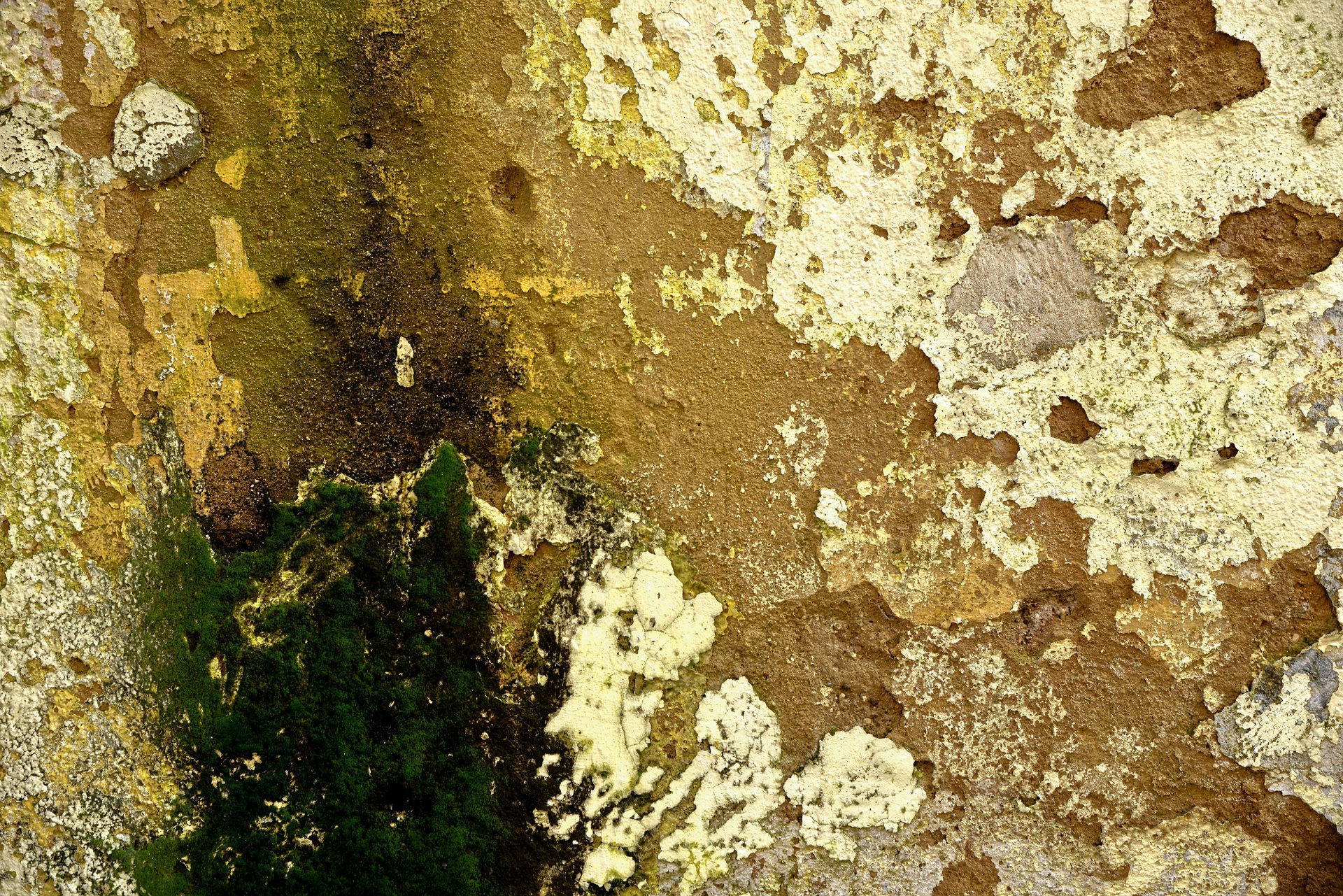 expert mold testing in Palm Bay, FL