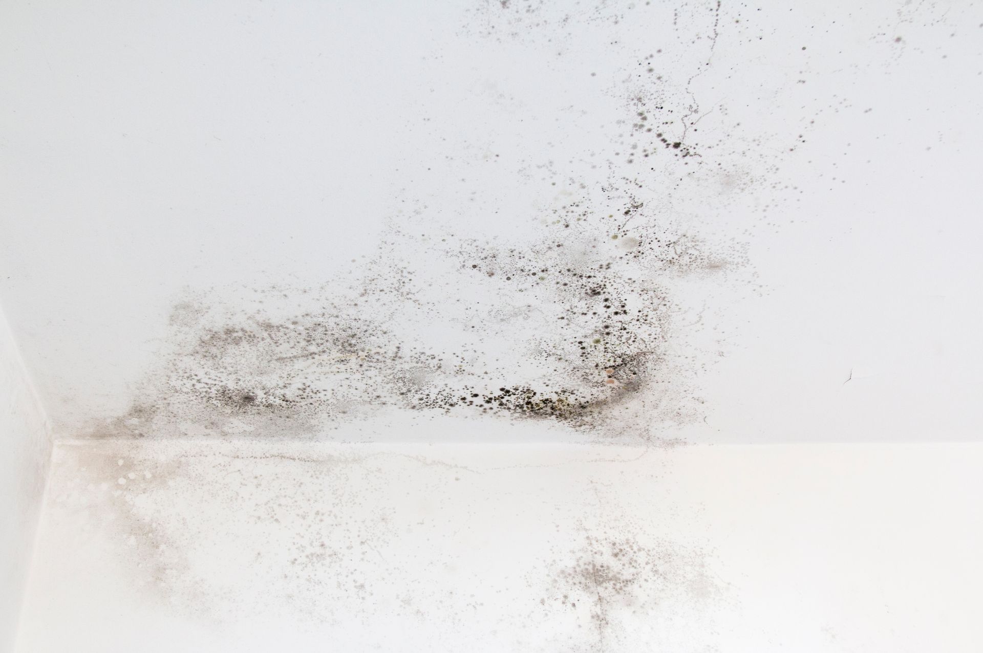 Mold assessment service Orlando FL
