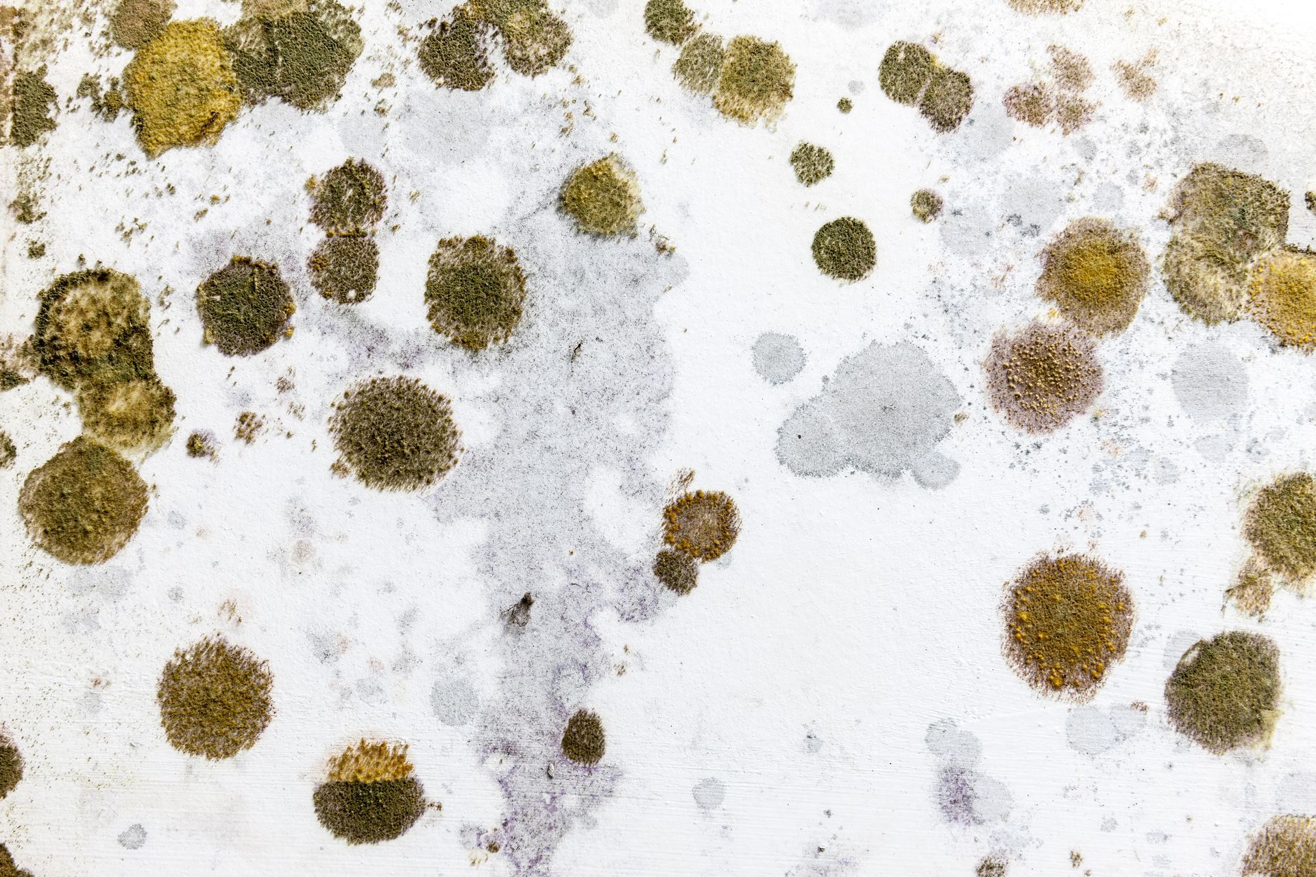 Mold testing service Palm Bay FL