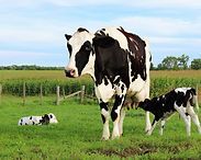 Black-and-white cows in a green pasture with a calf lying in the grass under a blue sky