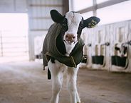 Calf in a barn aisle wearing a black coat, standing in front of stalls
