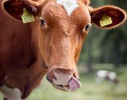 Brown cow sticking out its tongue in a grassy field