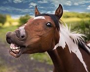 Brown-and-white horse making a goofy grin in a grassy outdoor setting