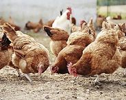 Brown chickens pecking at the ground in a farmyard
