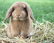Brown lop-eared rabbit sitting in grass and straw, facing forward