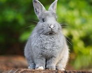 Gray rabbit sitting on a log, facing forward against a blurred green background