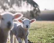 Two lambs standing in a sunny grassy field, one in focus and one blurred in the foreground