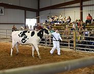 White-and-black cow being shown in an indoor livestock arena with spectators watching