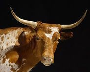 Brown longhorn cow with white spots against a black background