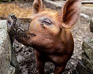 Brown piglet nuzzling a dark pig in muddy ground
