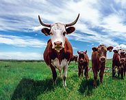 Cows in a green field under a blue sky, with one large cow in the foreground