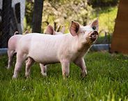 Small pink piglet standing on grass outdoors, facing right.