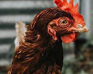 Close-up of a brown chicken with a red comb and wattles against a blurred background