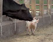 Cow nuzzling a small white piglet in a pen with concrete blocks and wooden fencing.