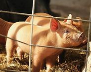 Pink pig standing behind a metal fence in a straw-covered pen