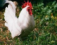 White rooster standing in green grass with a red comb