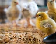Yellow chicks standing on wood shavings in a blurred barn or coop setting