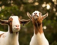 Two goats with brown and white markings standing outdoors, one looking at the camera and one with head raised