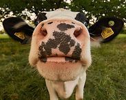Close-up of a black-and-white cow’s face in a grassy field, with ear tags visible
